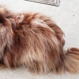 Pomeranians from Jewel Tones Pomeranians
