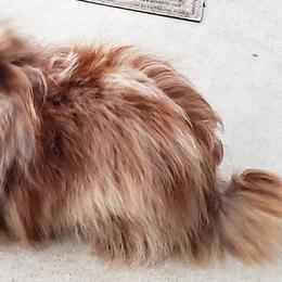 Pomeranians from Jewel Tones Pomeranians