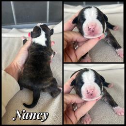 Nancy - Black brindle female American Staffordshire Terrier puppy in Marietta, Georgia from Ambition Amstaffs