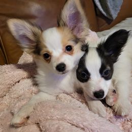 Papillon Puppies from Pam Firestone Bailey