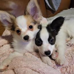 Papillon Puppies from Pam Firestone Bailey