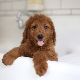 Maverick - Red  male Goldendoodle puppy in Stevens, Pennsylvania from Derek & Alexia Martin puppies