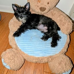 Shih Tzu and Yorkshire Terrier Puppies from Ali Paws Acres