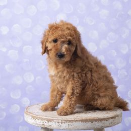 Pink - Red  Poodle puppy in Tompkinsville, Kentucky from Dog E Stylz Breeding