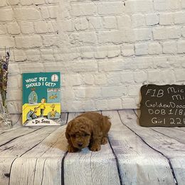 Goldendoodle and Poodle Puppies from Partridge Doodles and Poodles