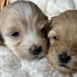 Cavapoos, Havanese, Havapoos, and Poodles from West Cobb Dogs
