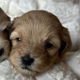 Cavapoos, Havanese, Havapoos, and Poodles from West Cobb Dogs