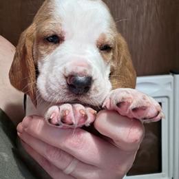 Mongo - Red and white male Basset Hound puppy in Bellaire, Ohio from Blessed Bassets