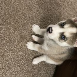 Siberian Husky Puppies from Double Trouble Huskies