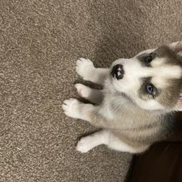 Siberian Husky Puppies from Double Trouble Huskies