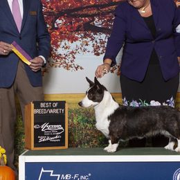 Cardigan Welsh Corgis from KeeRocka Show Dogs
