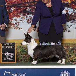 Cardigan Welsh Corgis from KeeRocka Show Dogs