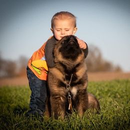 Caucasian Shepherd Dog Puppies from Sila V Krovi