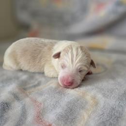 Lantern - Gold male Border Collie puppy in Gary, Indiana from Lake Ridge Border Collies