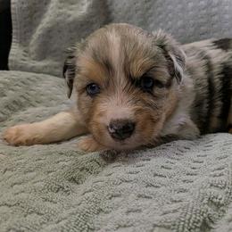 Boy 1 - Blue merle male Miniature Australian Shepherd puppy in St. Louis, Missouri from Spotted Rump Ranch