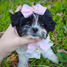 Companion Cross, Havanese, Mal-Shi, Maltese, Maltipoo, Morkie, and Shih Tzu Puppies from Seeking Shalom Acres Maltese, Maltipoos & Havamalts