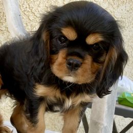 Cavalier King Charles Spaniel and Poodle Puppies from Central Coast Standard Poodles & Cavaliers