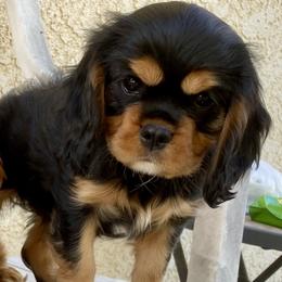 Cavalier King Charles Spaniel and Poodle Puppies from Central Coast Standard Poodles & Cavaliers