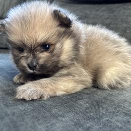 Silver - Wolf sable male Pomeranian puppy in Ladera Ranch, California from Tinkerpoms
