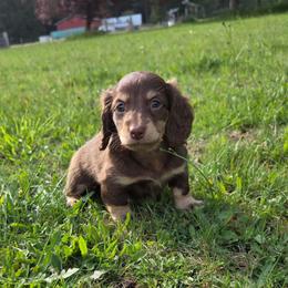 Maui - Chocolate and cream male Dachshund puppy in Yacolt, Washington from Cassiopeia Doxies