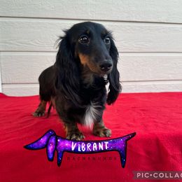 Moonshine - Dachshund
