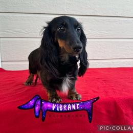 Moonshine - Dachshund