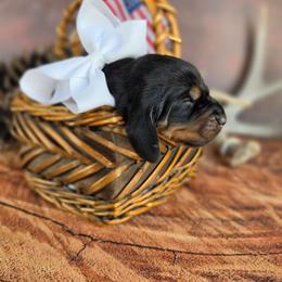 No Collar - Black and tan female Black and Tan Coonhound puppy in Ephraim, Utah from Wanderlust Coonhounds