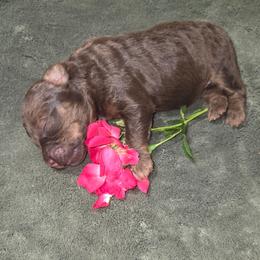 Leia - Brown merle female Aussiedoodle puppy in Cumberland, Rhode Island from W Doodle Crew