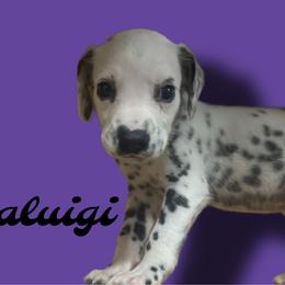 Waluigi - White and black male Dalmatian puppy in Bremen, Georgia from Clark’s Dalmatians