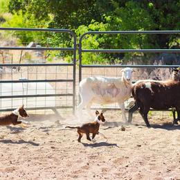 McNab Puppies from Vanir McNab Shepherds