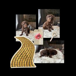 Yorkipoo Puppies from Emerald City Poodles