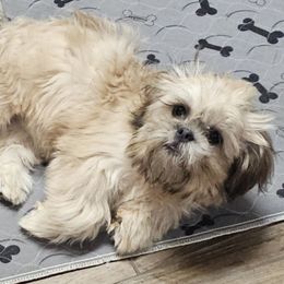 Cindy - Blue female Shih Tzu puppy in Victorville, California from RUMBLE n TUMBLE
