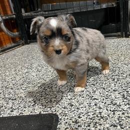 Andy - Blue merle male Toy Australian Shepherd puppy in Nocona, Texas from Rafter O Toy Aussies and Mini Heelers