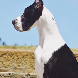 Po - Great Dane