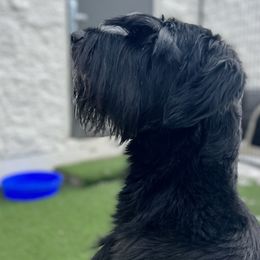 Dalmatians, Giant Schnauzers, and Poodles from Pawsh K9’s