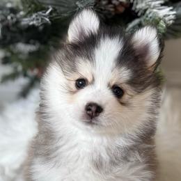 Grizzly - Wolf sable male Pomsky puppy in Cumming, Iowa from Winter’s Perfect Pomskies