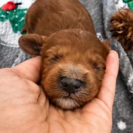 Boy 3 - Red  male Goldendoodle puppy in Godley, Texas from Godley Designer Doodles
