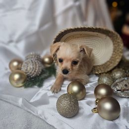 Snickerdoodle - Fawn male Chihuahua puppy in Decatur, Illinois from We R Puppies