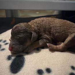 Puppy 1 - Brindle female Poodle puppy in Troy, Alabama from Redmond Rose Kennel