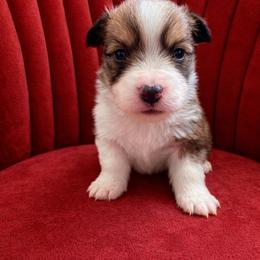 Teddy - Sable male Pembroke Welsh Corgi puppy in Ramona, Oklahoma from Eden Farms Corgis