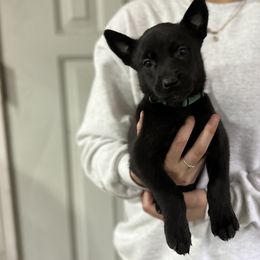Girl 1 - Silver brindle Dutch Shepherd puppy in Watertown, Connecticut from APACHE CANINE