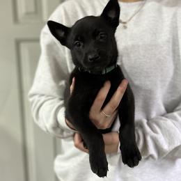 Girl 1 - Silver brindle Dutch Shepherd puppy in Watertown, Connecticut from APACHE CANINE