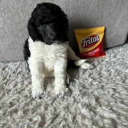 Frito - Black female Poodle puppy in Richland, Washington from Sageland Poodles