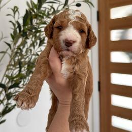 Chai - Apricot female Goldendoodle puppy in Los Angeles, California from Canary Pawlm Doodles