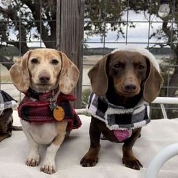 Dachshunds from Tristan Mini Dachshunds