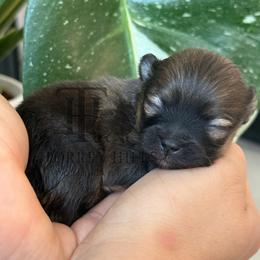 Emily - Orange sable female Pomeranian puppy in Redlands, California from Torrey Hills Poms