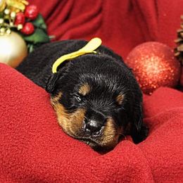 Rottweiler Puppies from Macht Haus Rottweilers