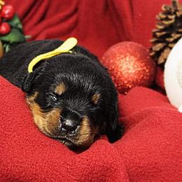 Rottweiler Puppies from Macht Haus Rottweilers