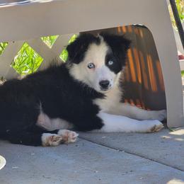 Romeo - Black & white male Miniature Australian Shepherd puppy in Dalhart, Texas from RNL Family Raised Pups