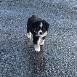 Miniature American Shepherd Puppies from Meadow Run Mini American Shepherds